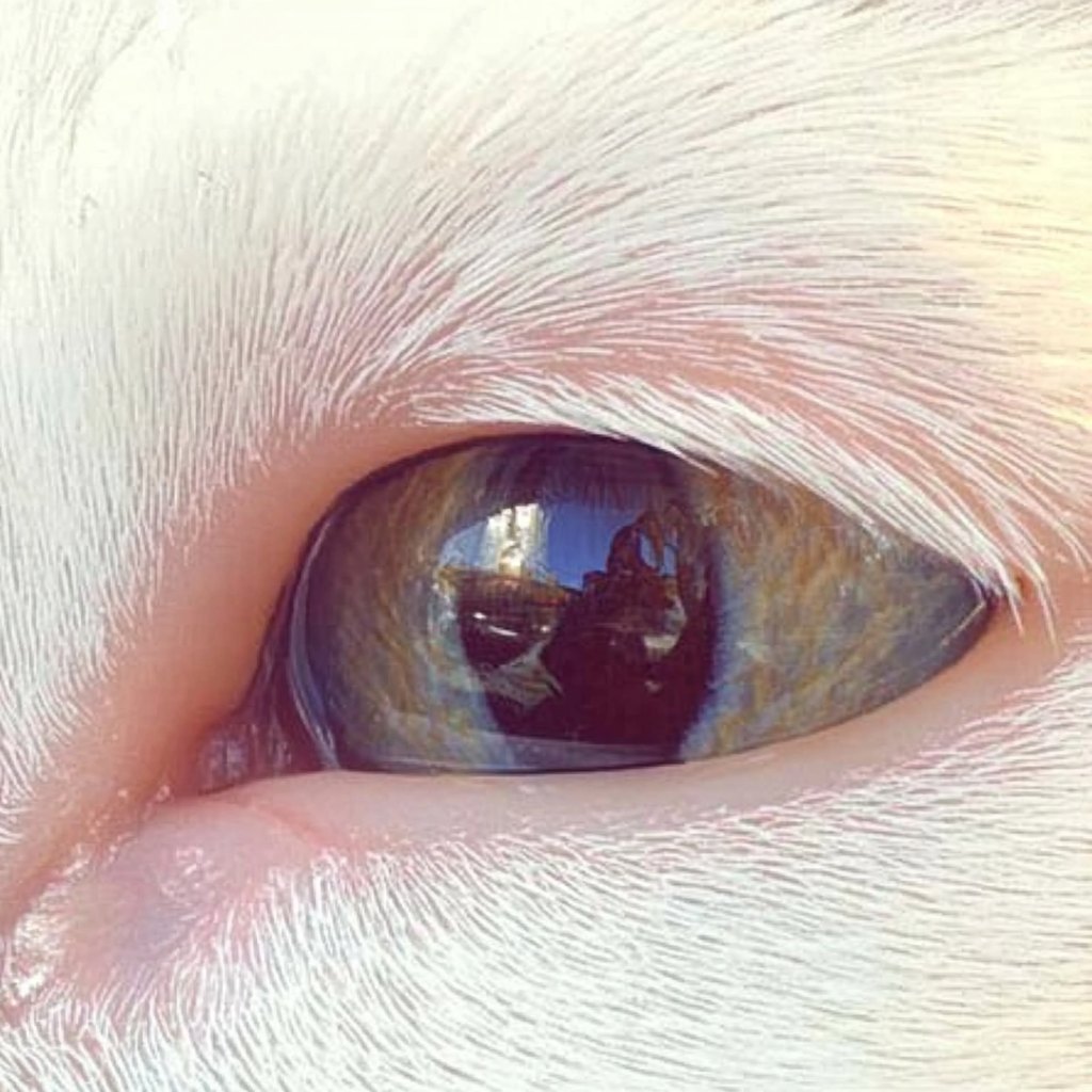 Close image of a nonhuman eye.